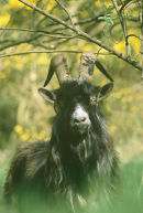 Cheviot Goat 010
